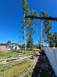 Tree service workers and a crane removing large logs from a tree removal site for Ashton Tree Service in Rexburg, ID.
