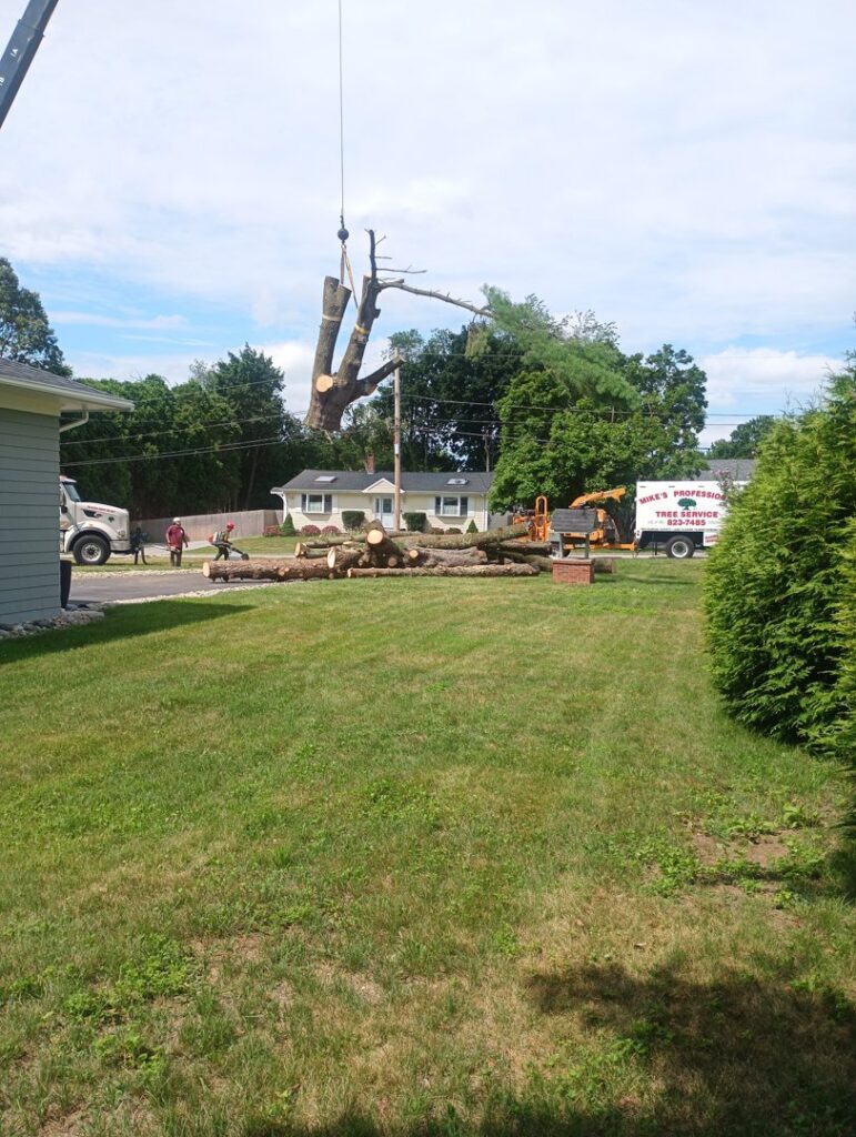 A crane lifting a large tree trunk section during a tree removal job by Mike's Professional Tree Service in Coventry, RI.