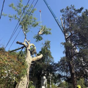 Tree service crew performing a complex tree removal using a crane for Marsh Tree Service LLC in Fayetteville, AR.