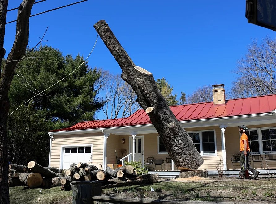 A large tree trunk being carefully removed with a crane, overseen by a worker from Black Fern Tree Service in South Portland, ME.