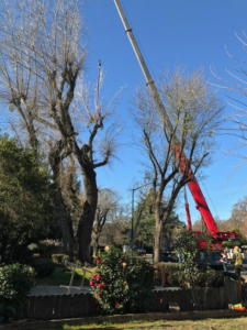 Tree removal operation with a large crane and crew from Bud's Tri County Tree Service in West Sacramento, CA