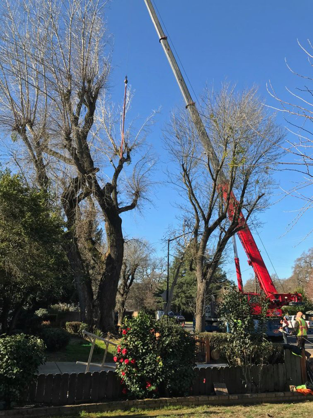 Tree removal operation with a large crane and crew from Bud's Tri County Tree Service in West Sacramento, CA