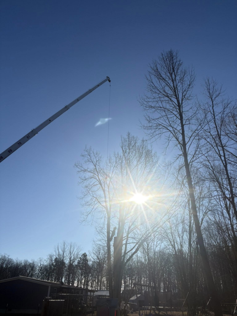 A crane boom extended high above a tall tree during a tree removal operation by MacNeela's Tree Service in Durham, NC