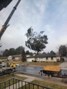 A large tree being removed by a crane, showcasing tree service expertise from My Tree Guys, LLC in Salt Lake City, UT.