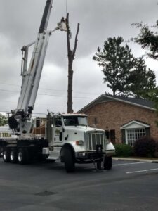 A large crane truck with a worker in the bucket performing tree removal or pruning on a tall tree for State Tree Services, Inc in Sumter, SC.