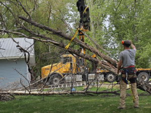 A tree service worker overseeing a crane lifting a large fallen tree branch for Ashton Tree Service in Rexburg, ID.