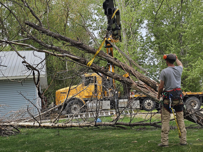 A tree service worker overseeing a crane lifting a large fallen tree branch for Ashton Tree Service in Rexburg, ID.