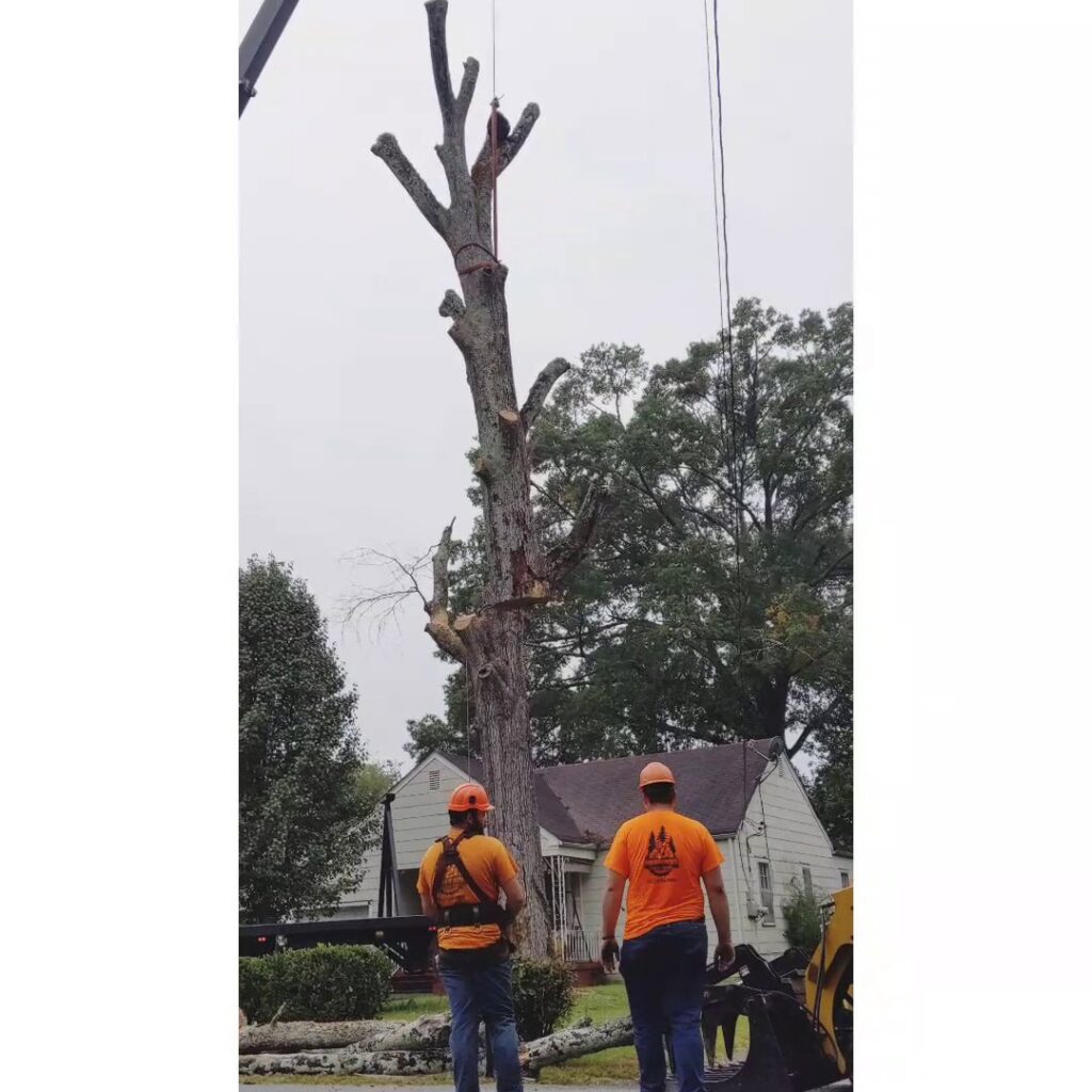 Tree service workers overseeing a large tree removal with a crane for Lumberjacks Tree Service in Chattanooga, TN.