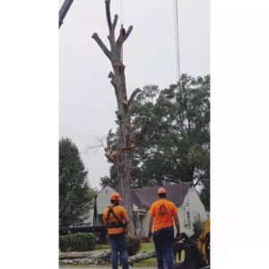 Tree service workers overseeing a large tree removal with a crane for Lumberjacks Tree Service in Chattanooga, TN.