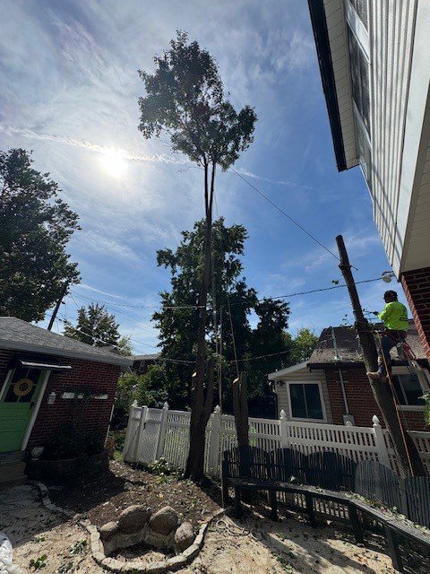 Clever Tree Service LLC crew working on tree removal with an arborist in the tree and a worker on a ladder in St. Louis, MO.