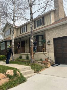 A tree removal crew with one worker climbing a partially de-limbed tree for Unique Tree Service in West Jordan, UT.