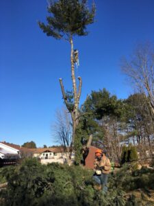 A tree removal crew from Bryan McFadden LLC Tree Surgeon working on a tall tree with chainsaws in Auburn, ME.