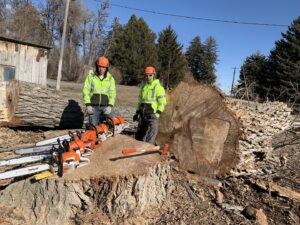 Two tree service crew members with chainsaws next to a large tree stump after removal by Elevation Tree Service LLC - Magic Valley in Salt Lake City, UT.