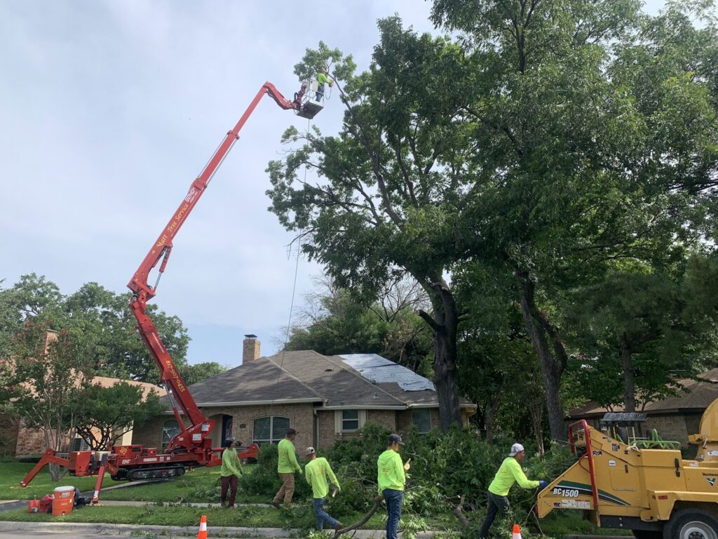 A tree removal crew with a spider lift and wood chipper working on a tree at a residential property for A. Matt Tree Service in Fort Worth, TX.
