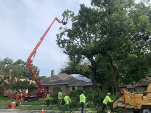 A tree removal crew with a spider lift and wood chipper working on a tree at a residential property for A. Matt Tree Service in Fort Worth, TX.