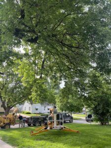A professional tree removal crew with a chipper and truck working on a residential street by Capital Tree Company in Des Moines, IA.