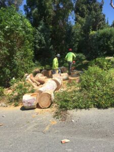 A tree removal crew with cut logs and a chainsaw on the ground, working for Salcedo Tree Service Inc in San Diego, CA.