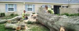A tree removal crew cutting a large fallen tree trunk into sections for Top Tree Service Newark in Newark, NJ.