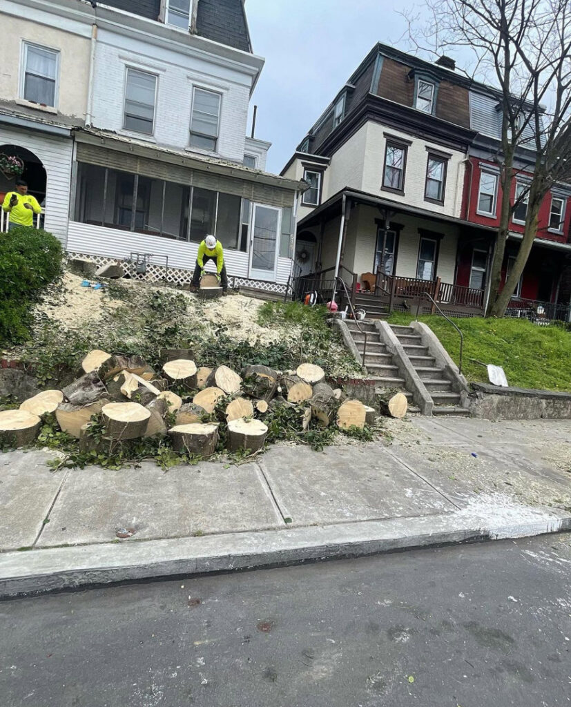A tree removal crew cutting logs with a chainsaw on a residential property for PA JB Tree Service in Reading, PA.