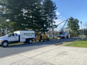 A tree removal crew with a bucket truck and wood chipper working on a residential street for Delmarva Tree LLC in Smyrna, DE.