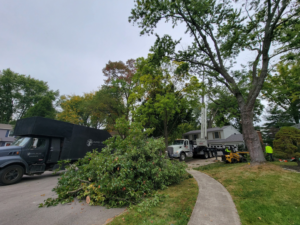 A tree service crew with a truck, crane, and chipper removing cut branches on a residential street by Duffey Tree Care in Brandon, FL.