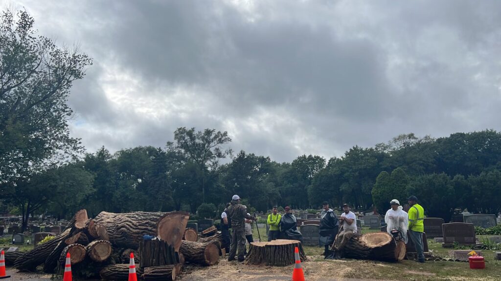 A tree removal crew standing near a large pile of cut logs and stumps after a job by Raptors Tree Service LLC in Hammond, IN.