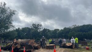 A tree removal crew standing near a large pile of cut logs and stumps after a job by Raptors Tree Service LLC in Hammond, IN.