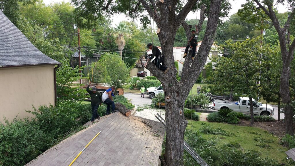 A tree removal crew working on a large tree at a residential property for Andrew's Tree & Landscaping Services in San Antonio, TX