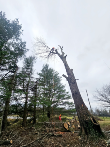 A tree service crew performing tree removal and branch cutting at Rosas brothers tree service llp in Richmond, KY.