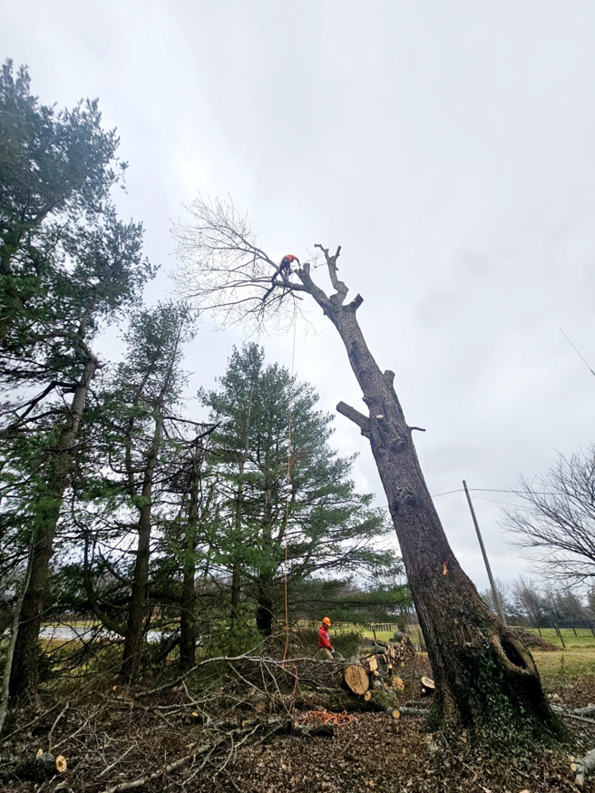 A tree service crew performing tree removal and branch cutting at Rosas brothers tree service llp in Richmond, KY.