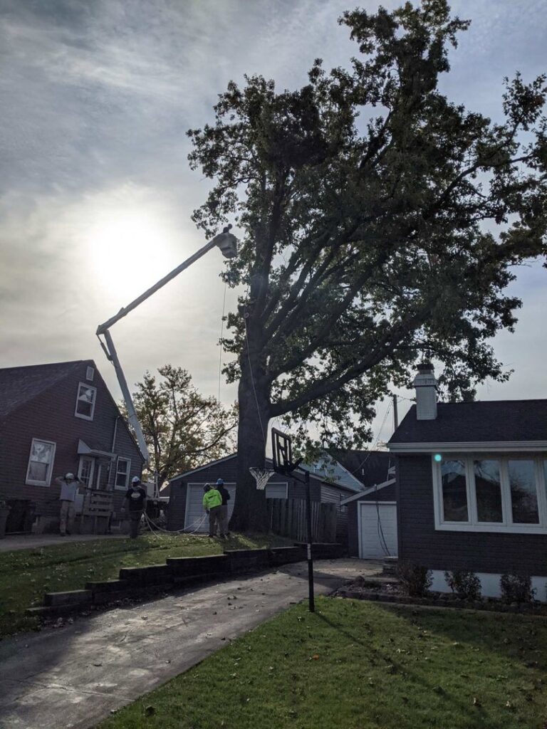 A tree removal crew with two bucket trucks working on a large tree for Frank's Tree Service in Davenport, IA.