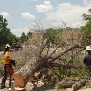 Two tree service workers with chainsaws and safety gear next to a large fallen tree cut into sections by All Around Forestry LLC in Albuquerque, NM