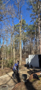 A tree service crew working on tree removal and trimming in a residential yard for J & K Tree Service in Robbins, NC.