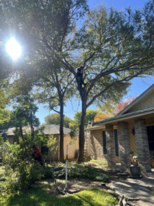 A tree removal crew working on a large tree, with one worker in the tree and another on the ground, for Handyman 210 Tree Service in San Antonio, TX.