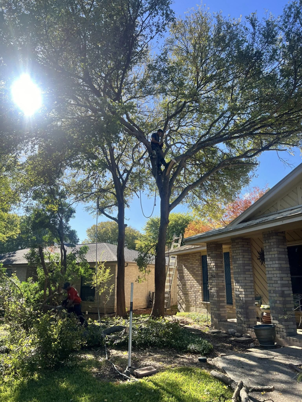A tree removal crew working on a large tree, with one worker in the tree and another on the ground, for Handyman 210 Tree Service in San Antonio, TX.