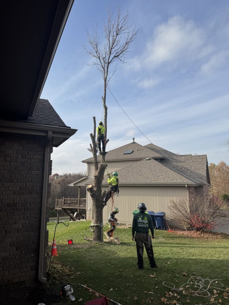 A tree removal crew from Monster Tree Service of Omaha, NE, is working on a partially cut tree in a residential backyard.