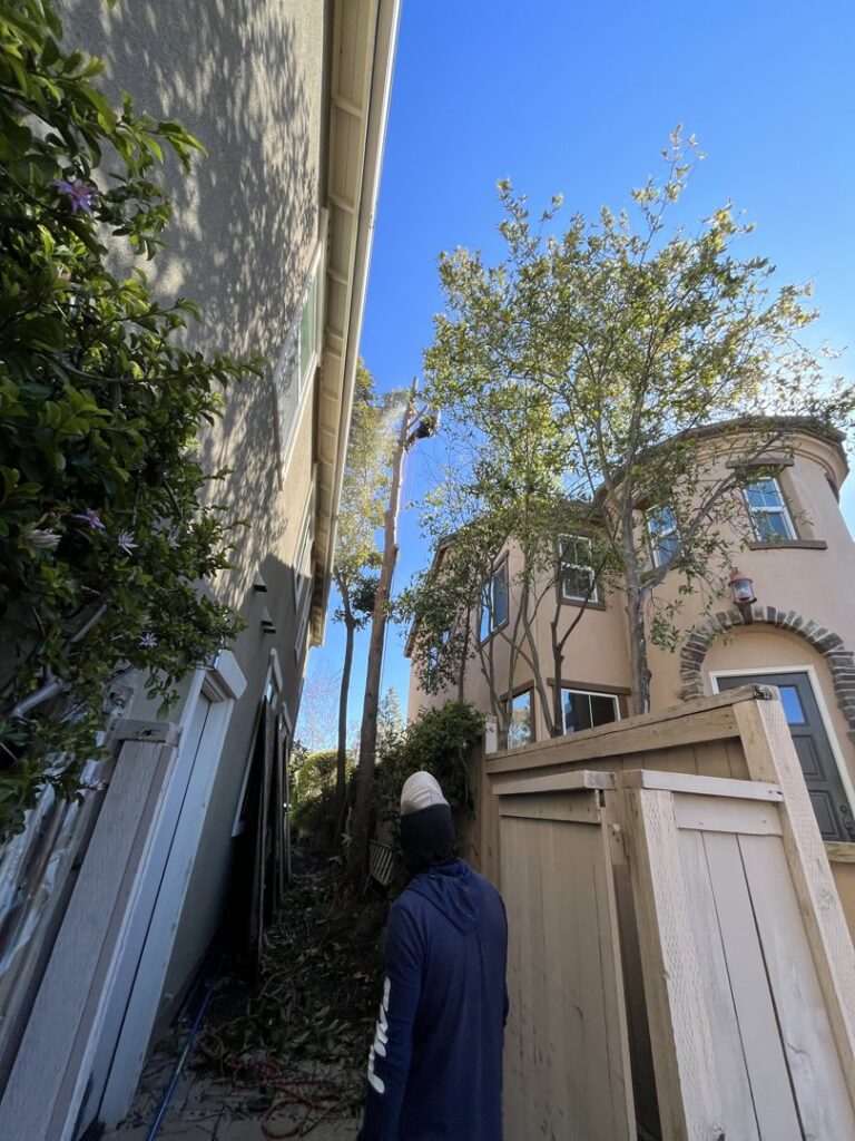 A tree removal crew working on a tall tree next to a residential house, performed by Mont Tree Service & landscape in San Diego, CA.