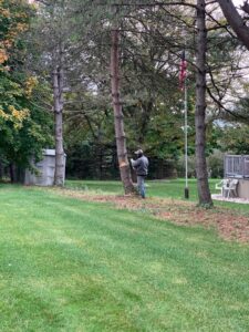 A worker cutting a tree trunk with a chainsaw during a tree removal service by Mendez Landscaping and Lawn Care in Kenosha, WI.