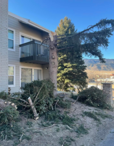 Cut tree branches and a partially removed tree trunk on the ground after a tree service by Mountain Men Tree Service, Denver, CO.