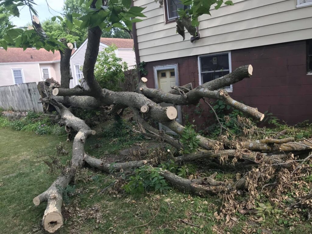 Cut tree trunk and branches lying on the ground after a tree removal job by Rothman Tree Service in Des Moines, IA.