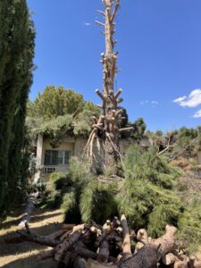 Extensive tree removal debris, including a large trunk and branches on a roof, after a service by South West Tree Service in Las Cruces, NM.
