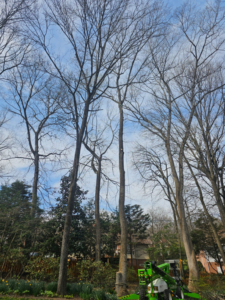Tall trees being removed or trimmed with specialized equipment by Beavers Bite, a tree service provider in Madison, AL.
