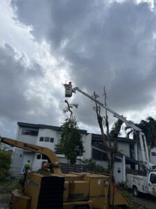 Tree removal equipment and crew working on a job for Big Ron's Tree Service in Miami, FL.