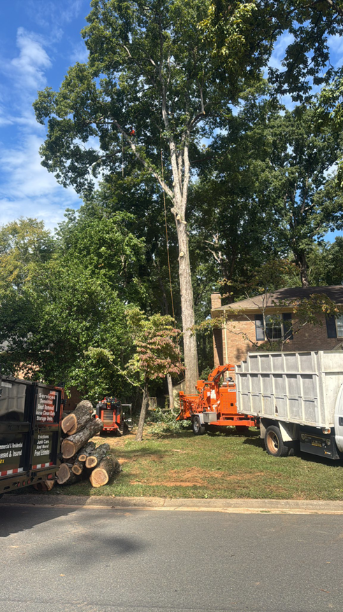 Tree removal in progress with a worker, wood chipper, and dump truck by Diaz Tree Service in Charlotte, NC.