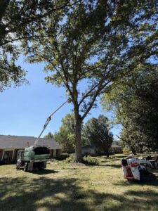 Tree removal equipment, including a bucket truck and chipper, in action by Ace Tree Chopper in Nashville, TN.