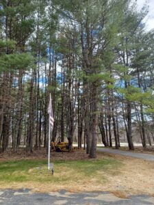A yard with a yellow mini skid steer and tall pine trees, indicating tree removal work by BlueWater Tree Service, LLC in Bangor, ME.