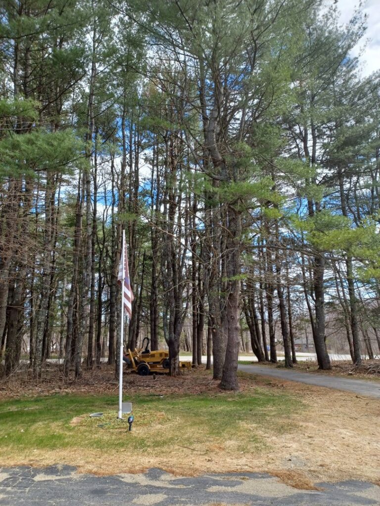 A yard with a yellow mini skid steer and tall pine trees, indicating tree removal work by BlueWater Tree Service, LLC in Bangor, ME.