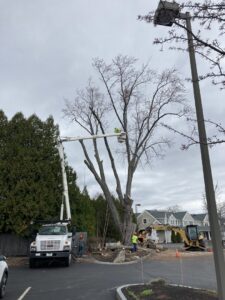 Collins Tree Service, Inc. crew performing tree removal with a bucket truck and excavator in Hooksett, NH.