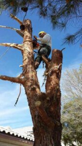 A tree removal expert cutting branches with a chainsaw while secured in a tree for Tree Service in North Las Vegas, NV.