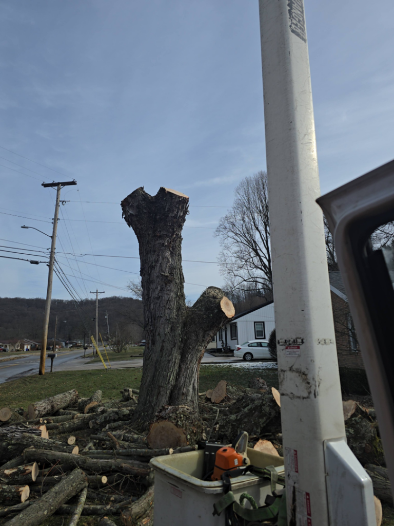 View from a bucket lift showing a partially removed tree and logs with a chainsaw by Green works tree service in Columbus, OH.